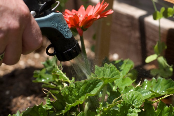 entretien des marguerites gerbera - arrosage des fleurs