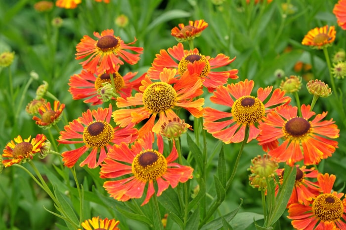 fleurs d'hélénium orange vif