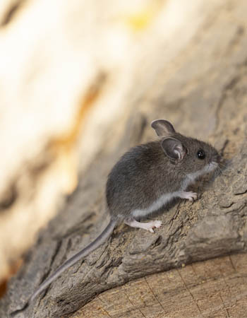 Souris domestique vs. souris sylvestre Différentes queues