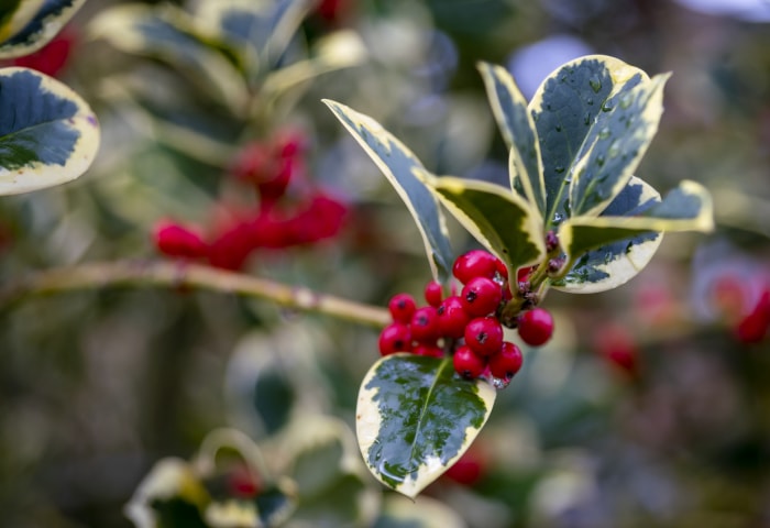 plantes d'extérieur que l'on peut multiplier à partir de boutures