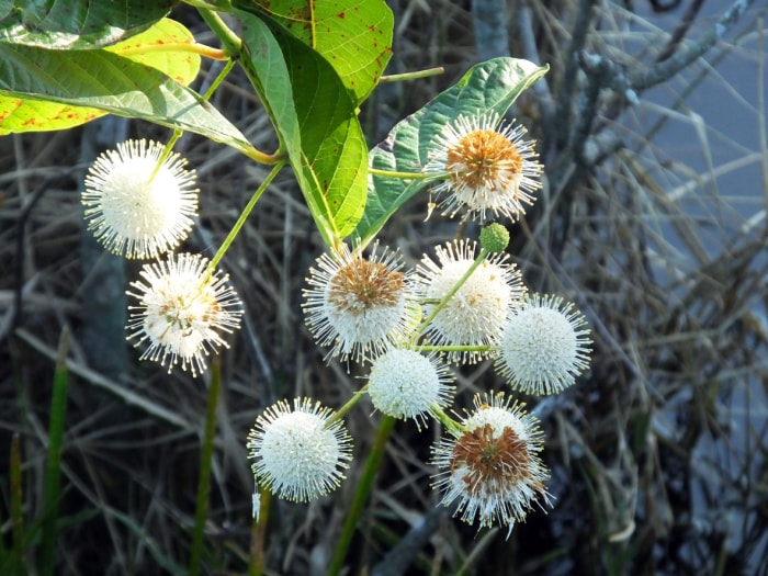 Cephalanthus occidental (Cephalanthus occidentalis)