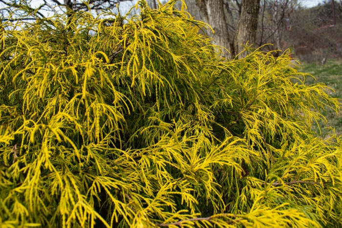 vue rapprochée d'un conifère tentaculaire, feuilles jaunes du cyprès doré