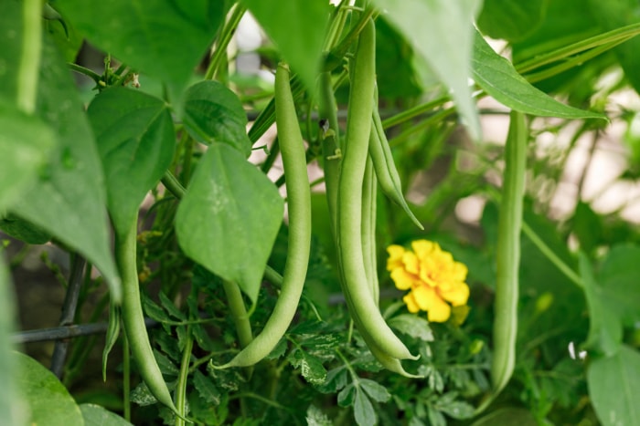 Buisson de haricots blancs en croissance et suspendus à une perche, avec une fleur jaune en arrière-plan.