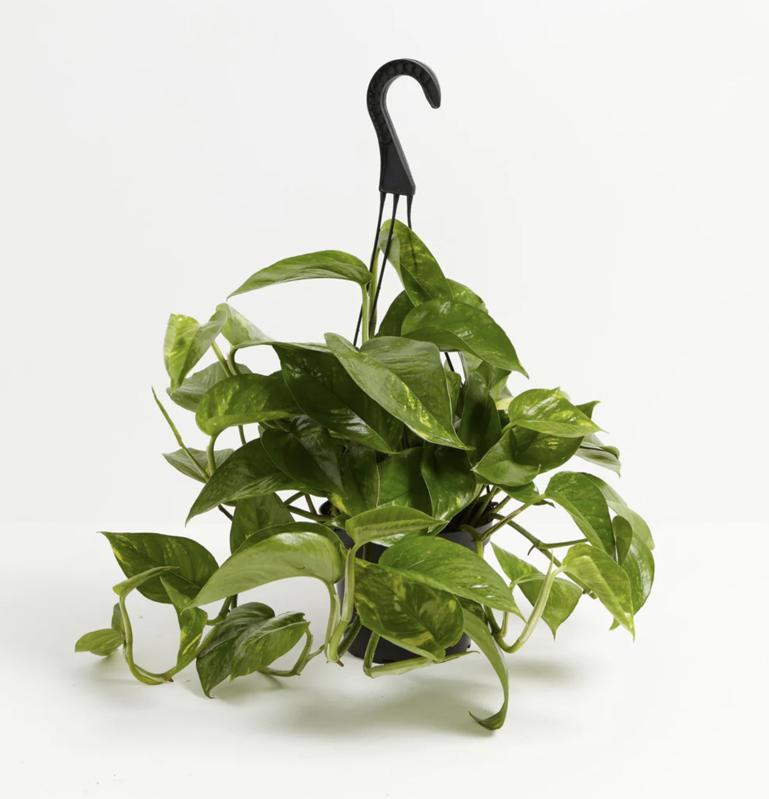 Golden Pothos