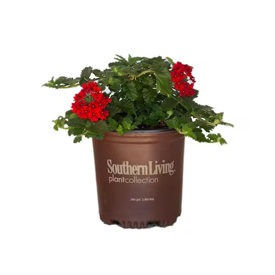 Southern Living Trailing Verbena