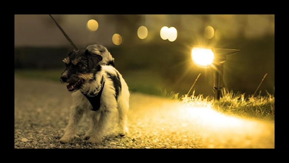 A Dog being led on a walk while an illuminated outdoor solar light shines in the background.