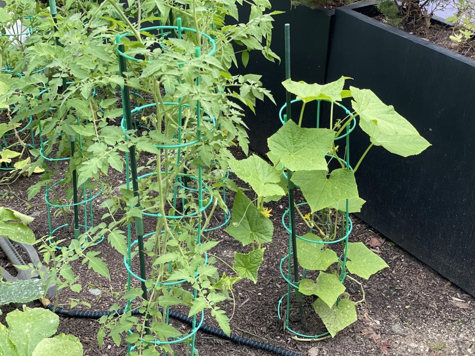 A photo of plants that were started in the LetPot LPH-Max flourishing outside.