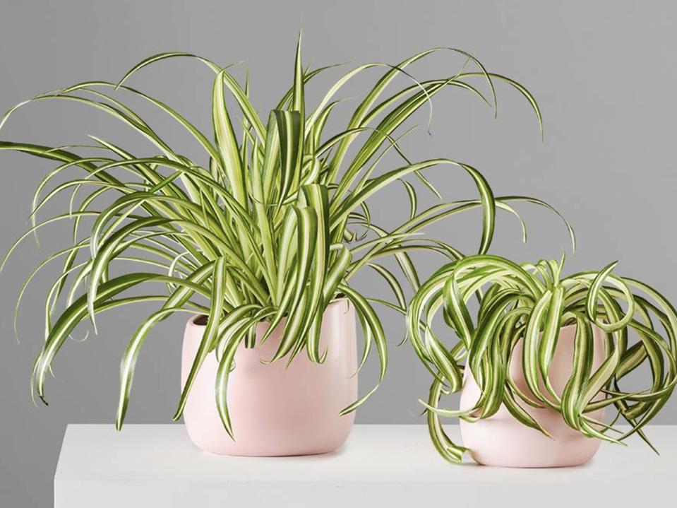 Two Spider Plants in pink pots