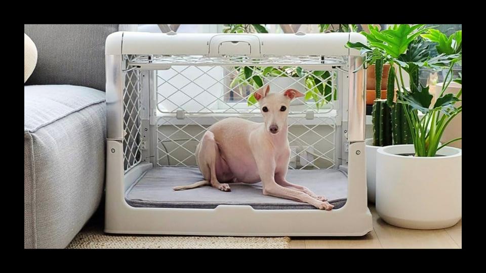 white small dog inside white diggs revolv crate next to green plant & gray couch indoors