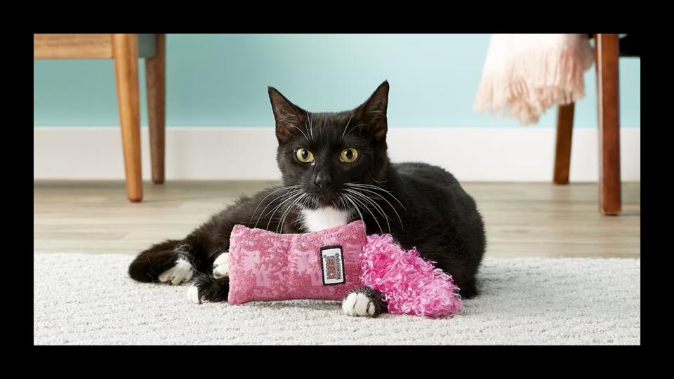 A black and white cat sitting on a soft rug and posing with a pink cat toy. 