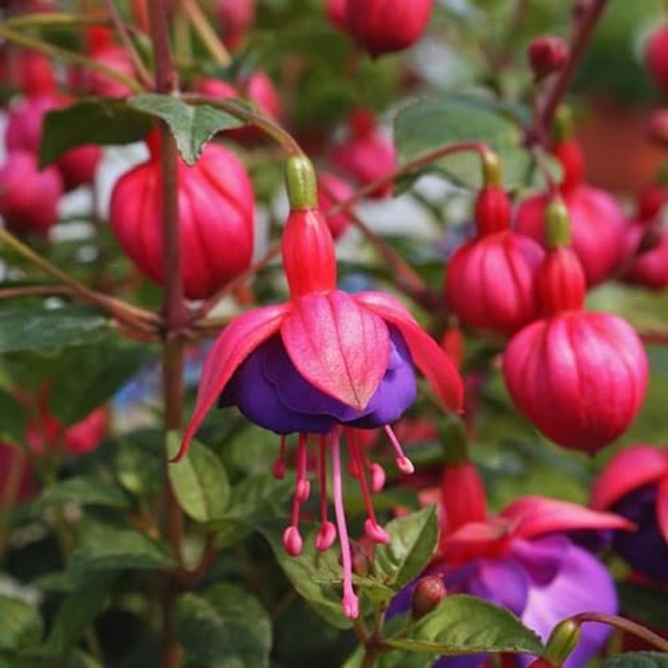 Ella's Homes Hanging Fuchsia.