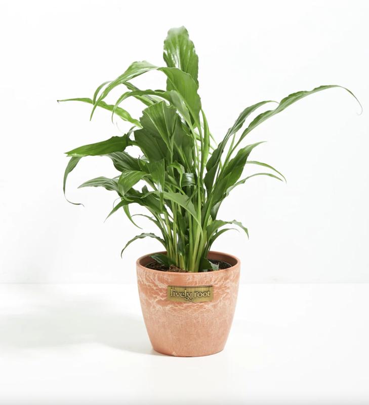 Best Low-Light Indoor Plants: Peace Lily