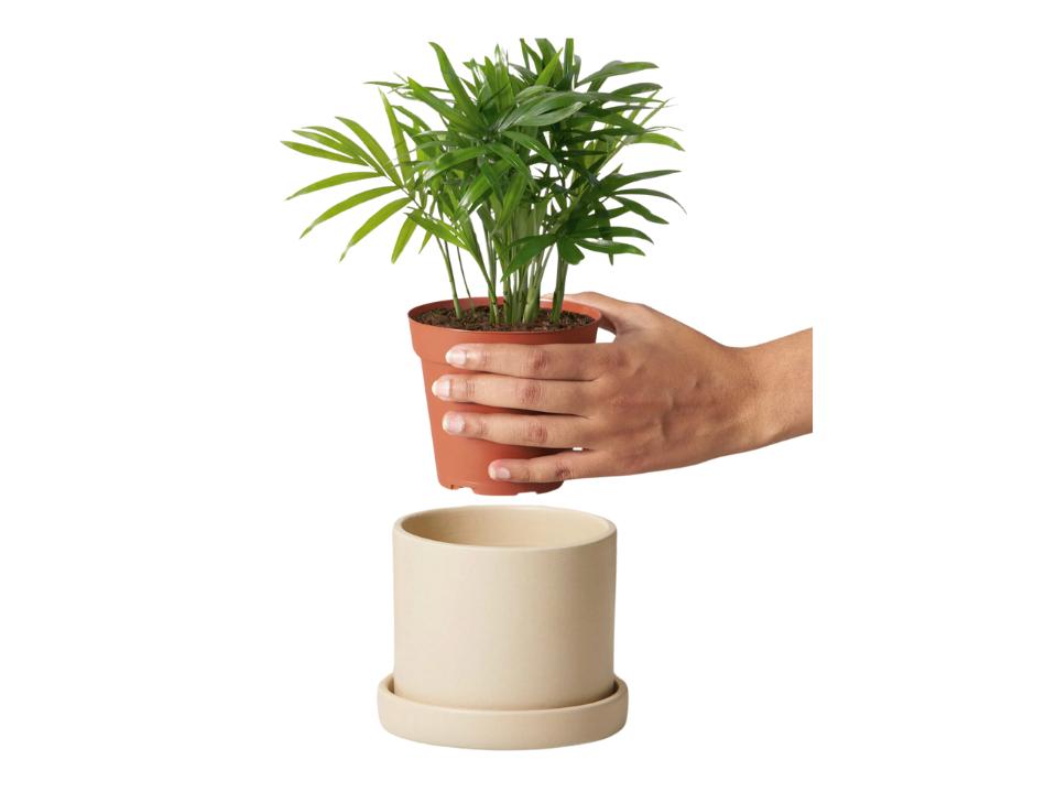 left hand holding small parlor palm in grow pot above ceramic cream pot on white bg