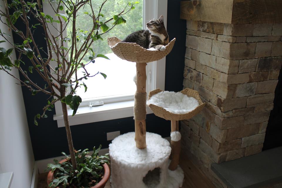 A cat relaxing on the Mau Cento Cat tree