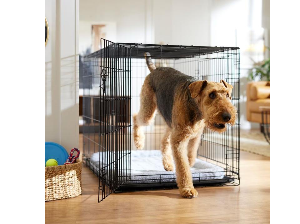 medium brown curly dog walking out of the black Frisco Wire Dog Crate w/ gate open in living room