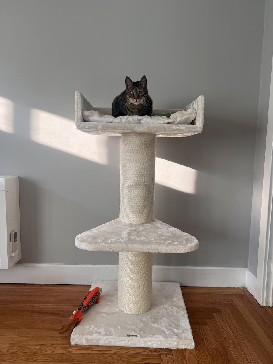 Cat Tree King Cat Trone XXL 