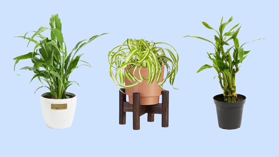 Three low-light indoor plants featured against a light blue background. 