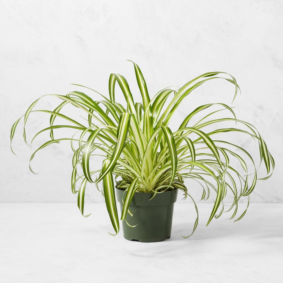 Williams Sonoma Spider Plant on a white background.