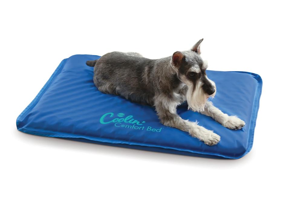 medium gray dog laying on blue K&H Pet Products Coolin' Comfort Bed against white bg