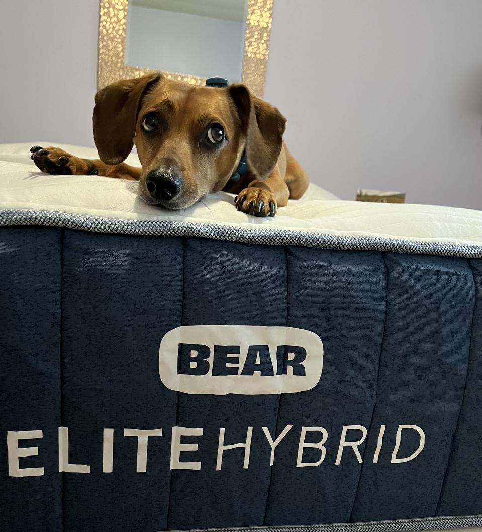 A small wiener dog sitting on top of the Bear Elite Hybrid Mattress.