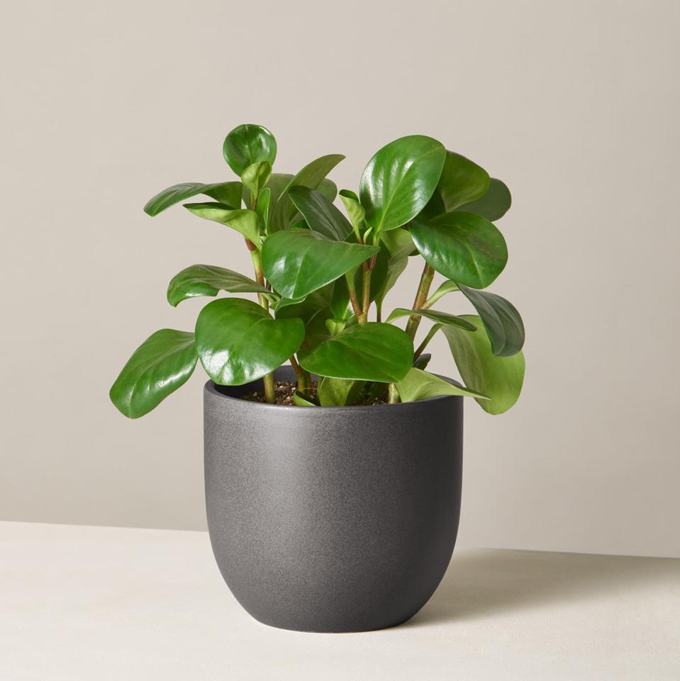 Mother’s Day Gifts for Grandma: The Sill Low Light Plants & Houseplants Delivery