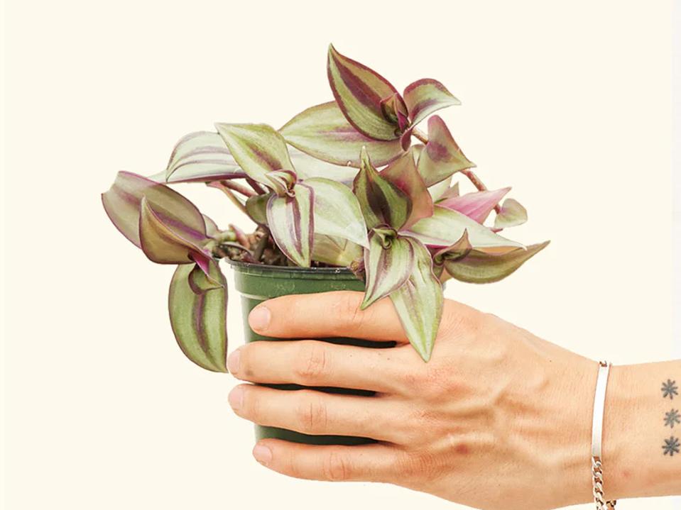 Wanderlust Tradescantia Zebrina