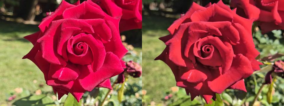 Roses side-by-side on the Motorola Razr and Razr Plus