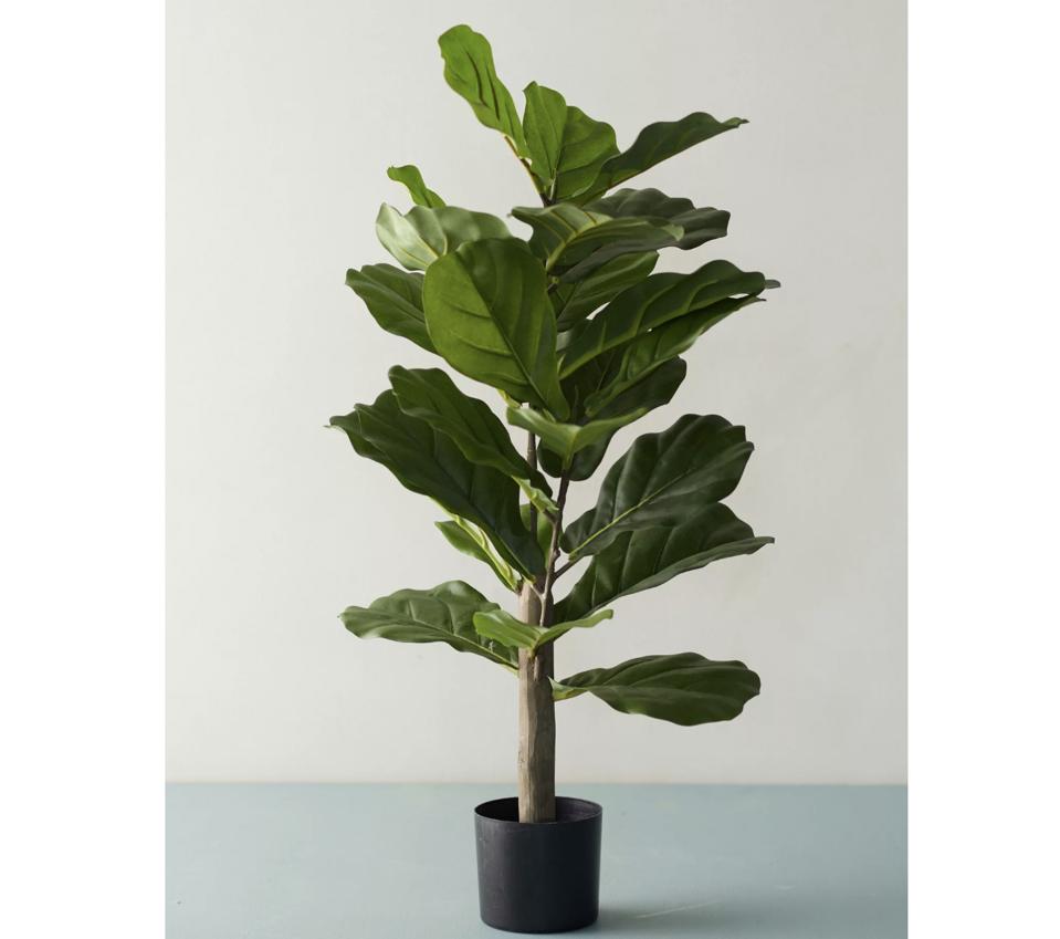 Terrain Faux Fiddle Leaf Fig Tree