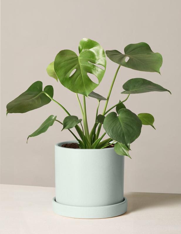 The Sill Monstera Deliciosa in a ceramic planter.