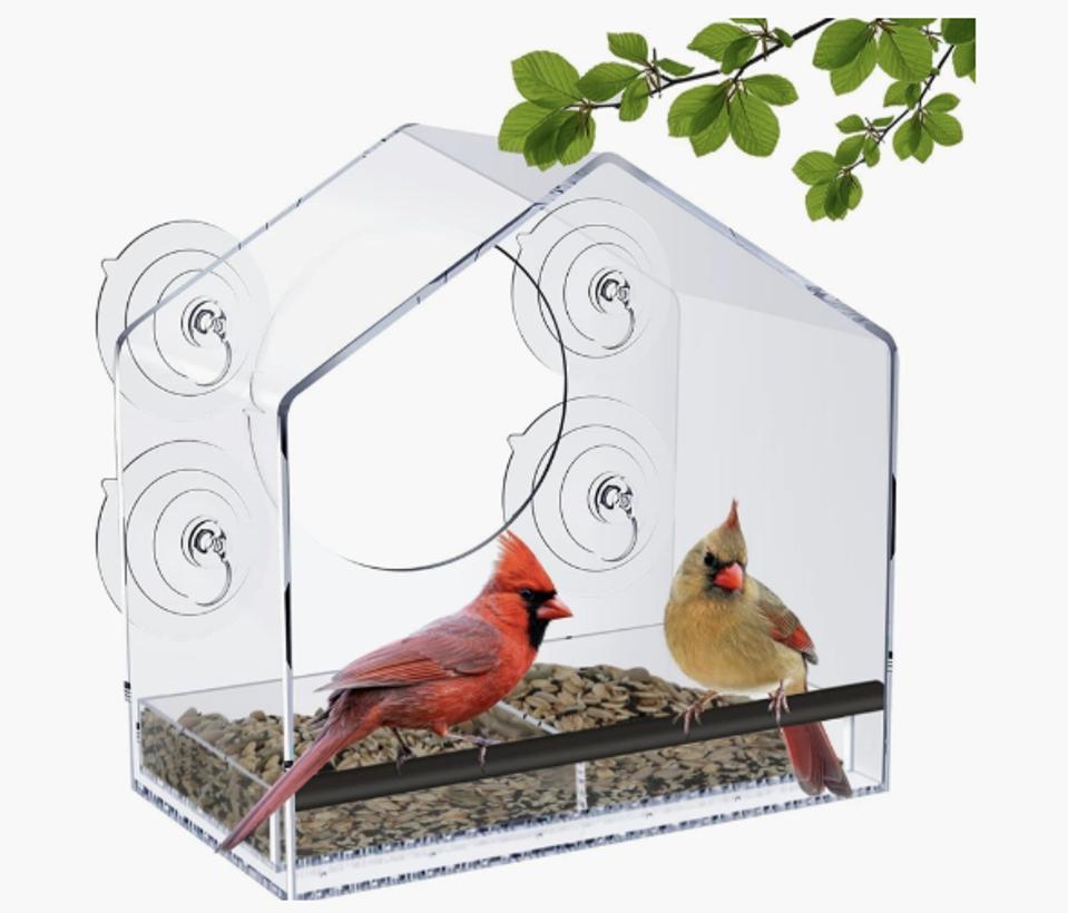 Window Bird Feeder on White Background with Two Birds and a Branch