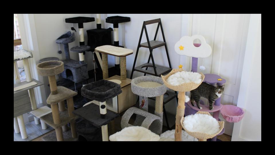 17 cat trees laid out in a living room. 