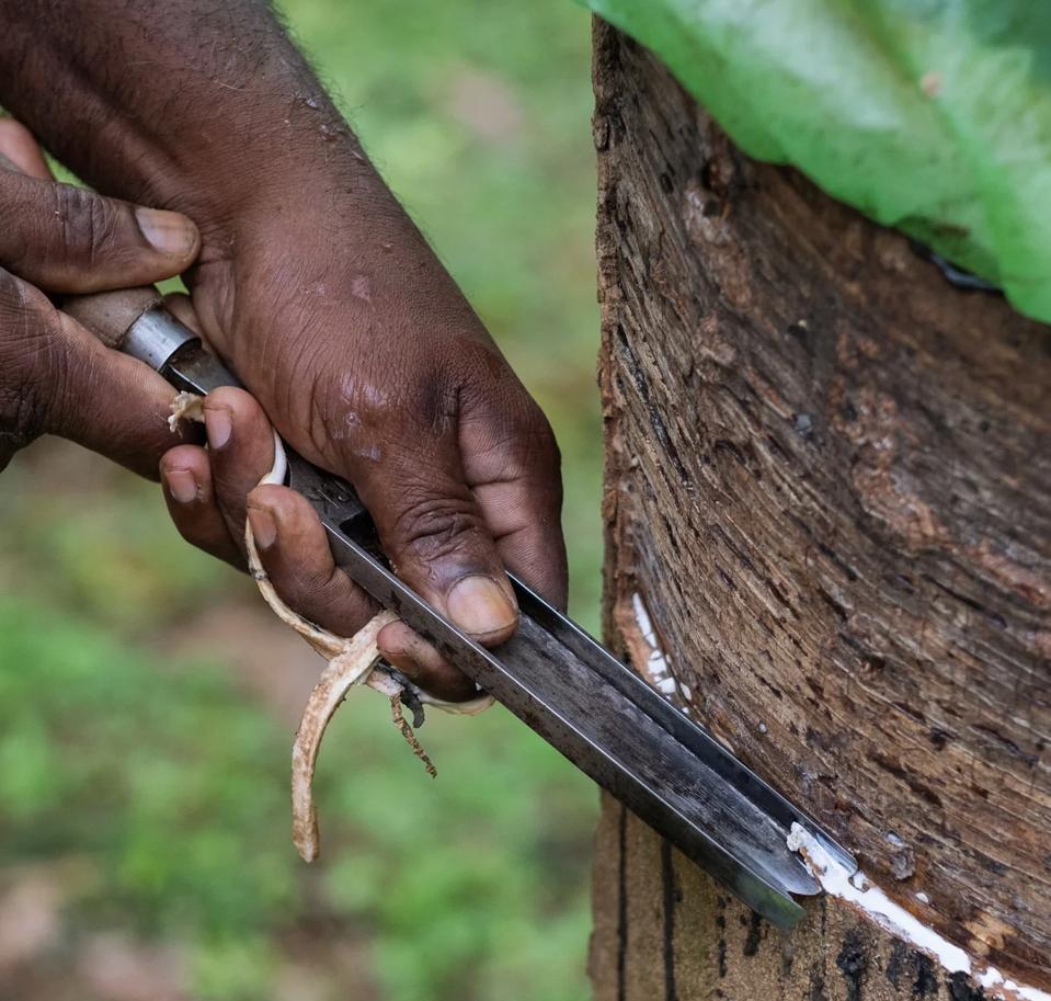 A person cuts a channel into a tree to harvest liquid latex. 