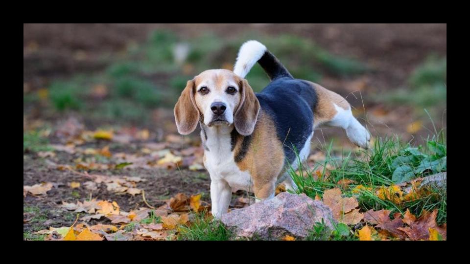 A beagle peeing outside.