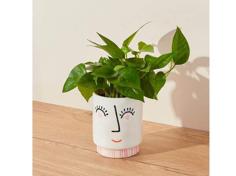 The Bouqs Eye Adore You green plant in white pot with heart eyes on brown table next to wall