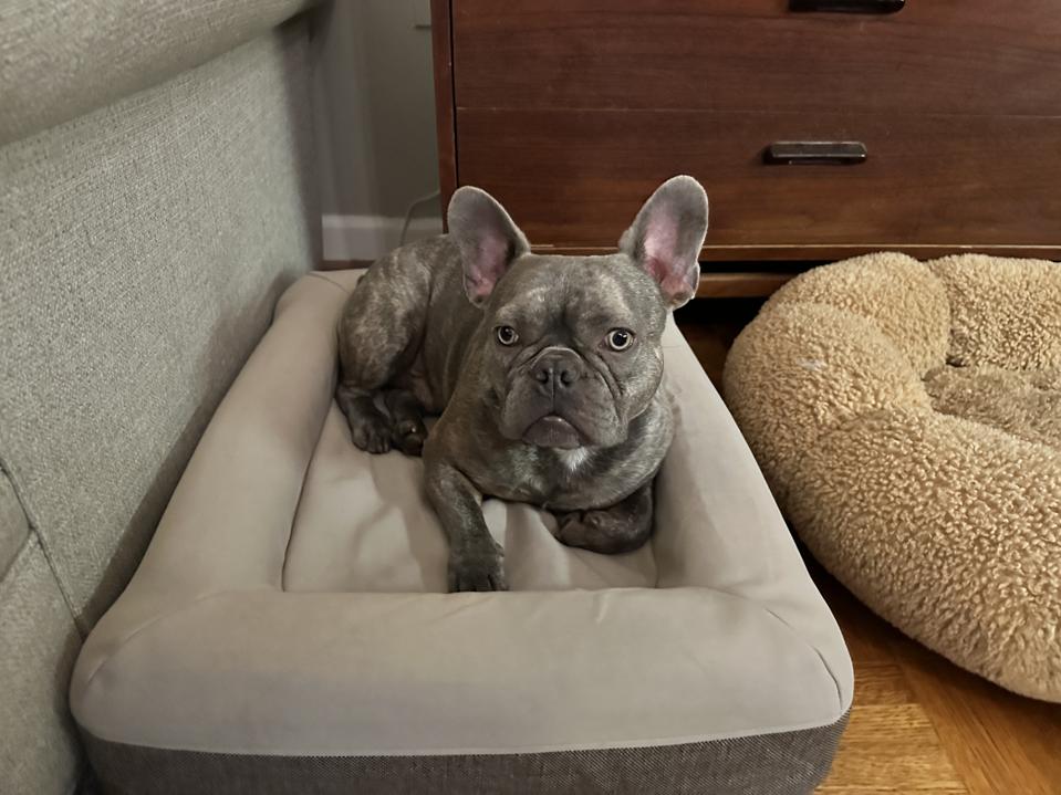 best dog beds