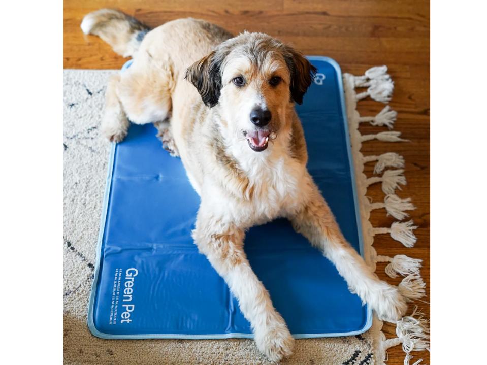 a medium curly hair beige dog on the Green Pet Shop Dog Cooling Mat on tasseled rug inside