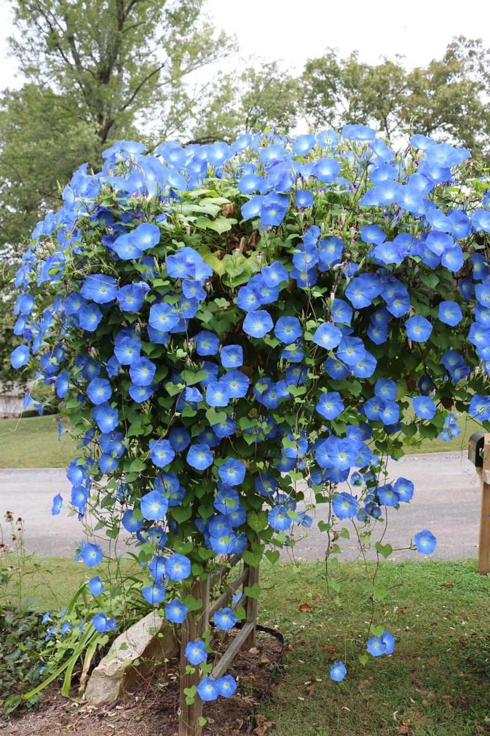 MyGardenChannel Morning Glory in a backyard.