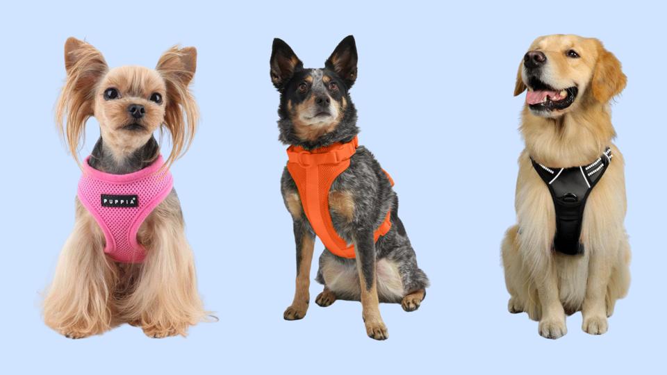 Three dogs wearing harnesses against a light blue background.