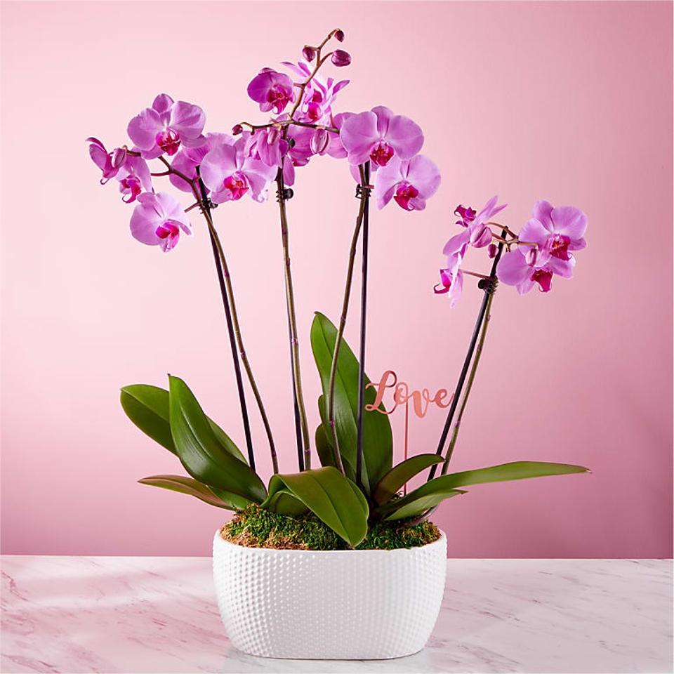 pink orchid plant garden 4 stems in ceramic planter with metal “Love” pick pink background