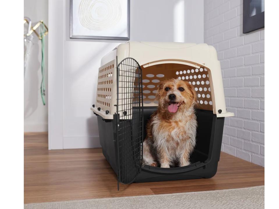 small white-brown scruffy dog inside Frisco plastic Dog Crate w/ gate open on wood floor