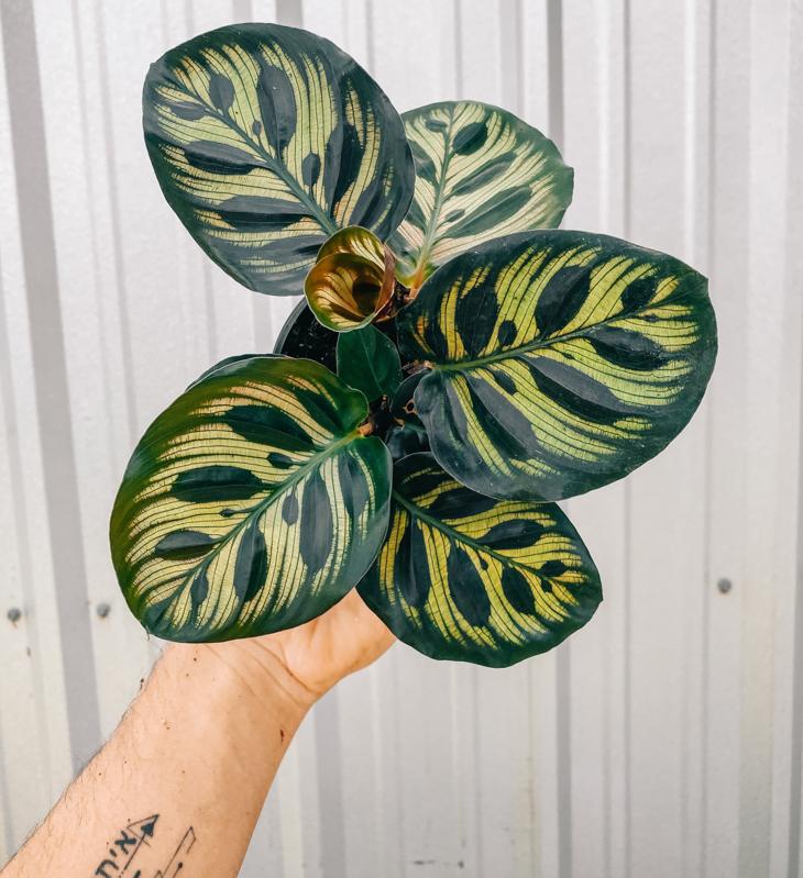 4" Calathea 'Makoyana'