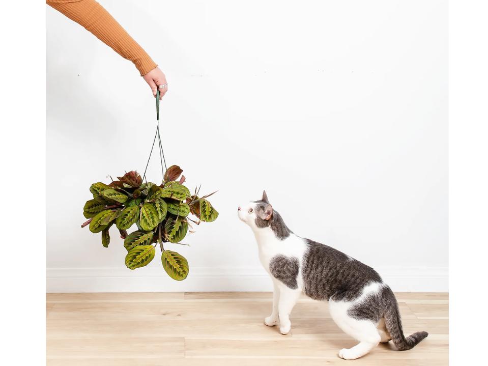 left hand holding hanging red prayer plant w/ grey & white cat sniffing plant on light brown floor