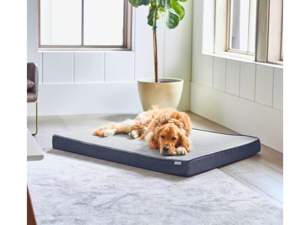 A golden retriever sleeping on the Frisco Cooling Orthopedic Dog Bed indoors in daytime