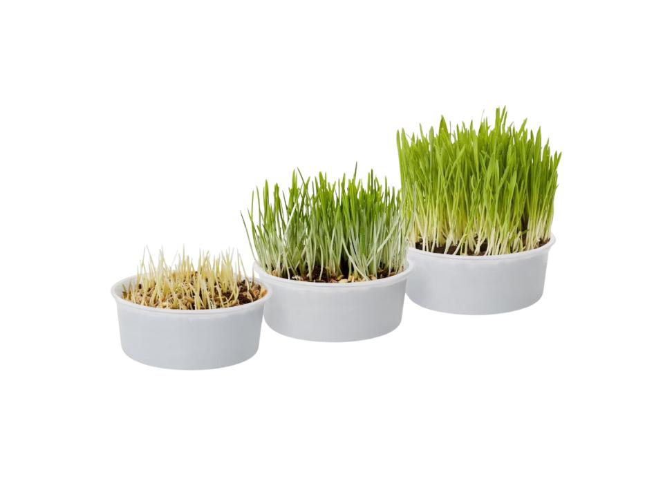 natural cat grass in 3 stages of growth in white grow pot on white bg