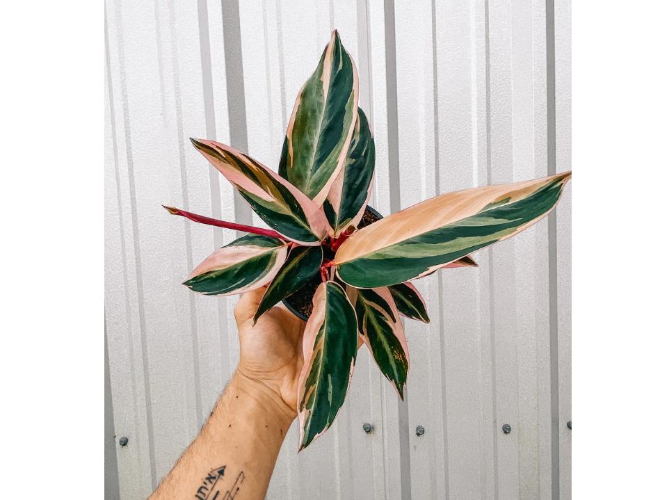 tattooed left hand holding Stromanthe ‘Trio Star' plant with long variegated leaves on offwhite bg