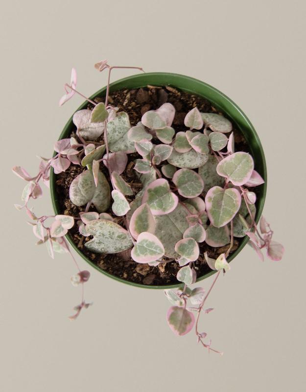 Best Valentine's Day Gift For Friend: Variegated String of Hearts