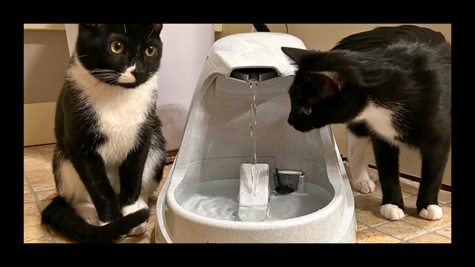 photo of 2 black & white kittens 1 drinking from petsafe water fountain on tiled floor