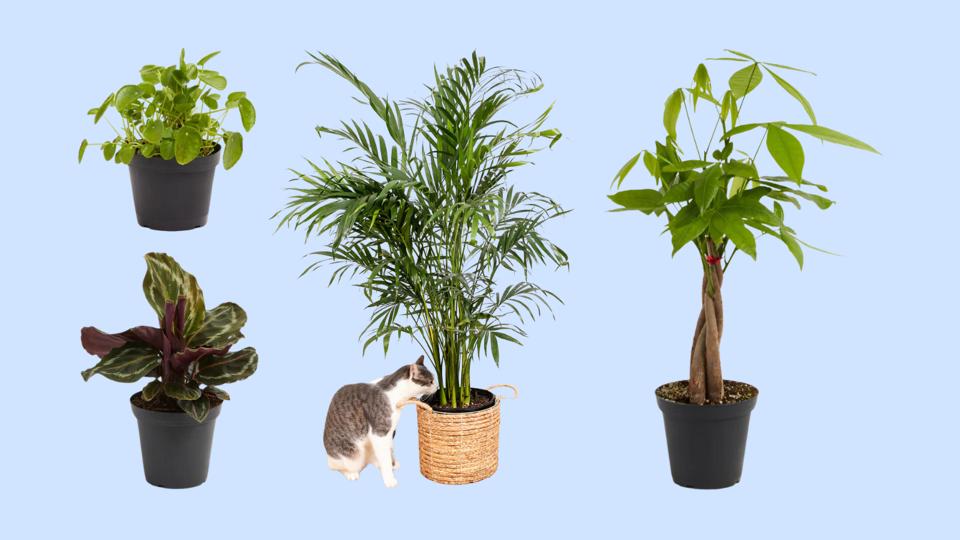 Four cat-safe plants and a cat on light blue background