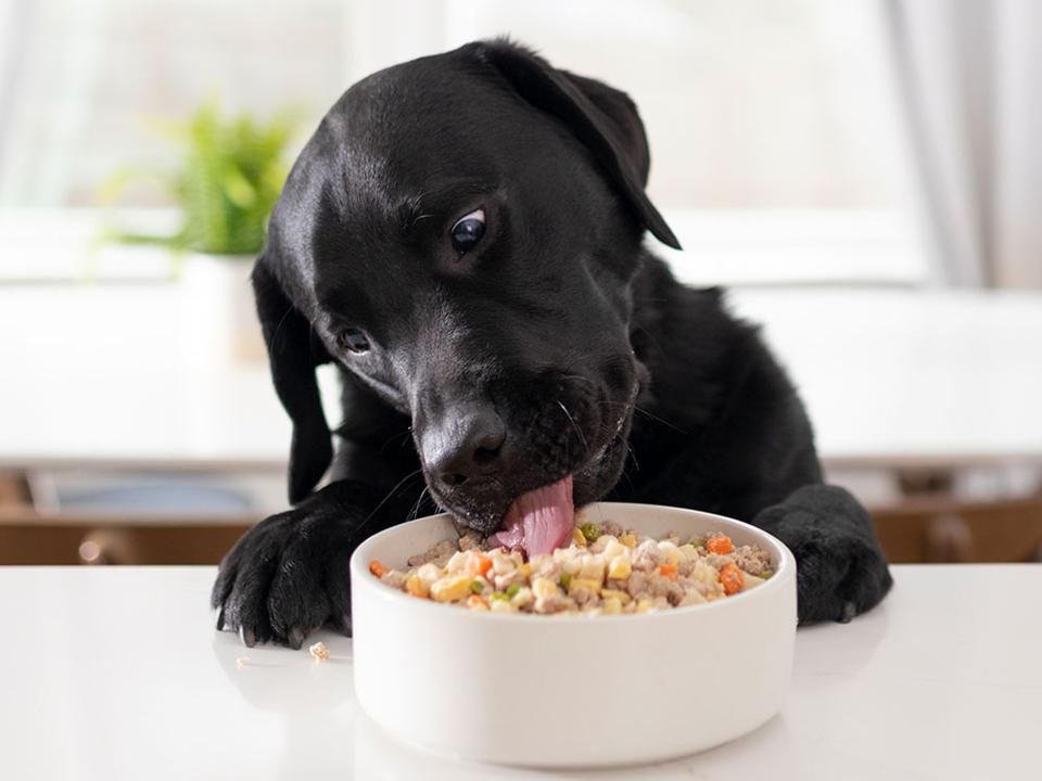 A black labrador enjoys a NomNom meal from a white bowl