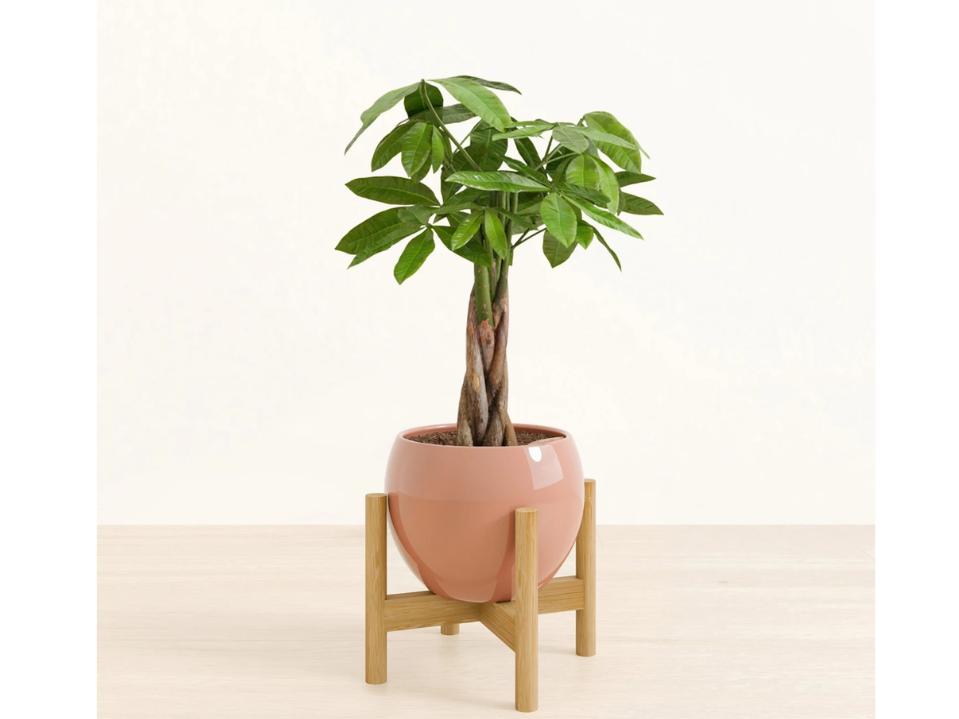 easyplant medium money tree in pink pot on brown stand against beige